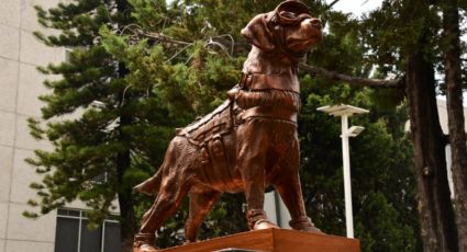 Perrita Frida ya tiene monumento; SEMAR develan estatua en su honor