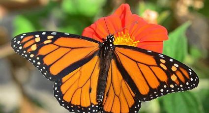 Nuevo Laredo firma acuerdo internacional para rescatar la Mariposa Monarca