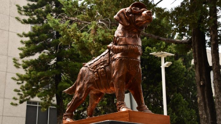 Perrita Frida ya tiene monumento; SEMAR develan estatua en su honor