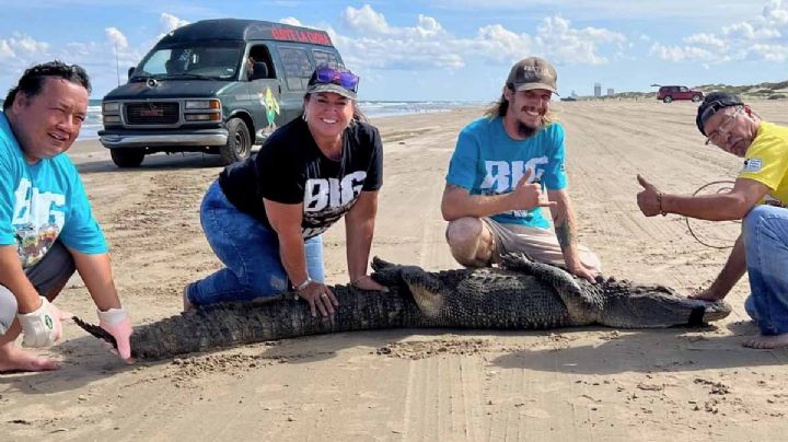 Caimán suelto que merodeaba Isla del Padre es atrapado | VIDEO