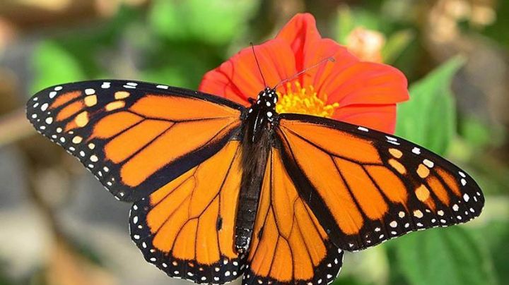 Nuevo Laredo firma acuerdo internacional para rescatar la Mariposa Monarca