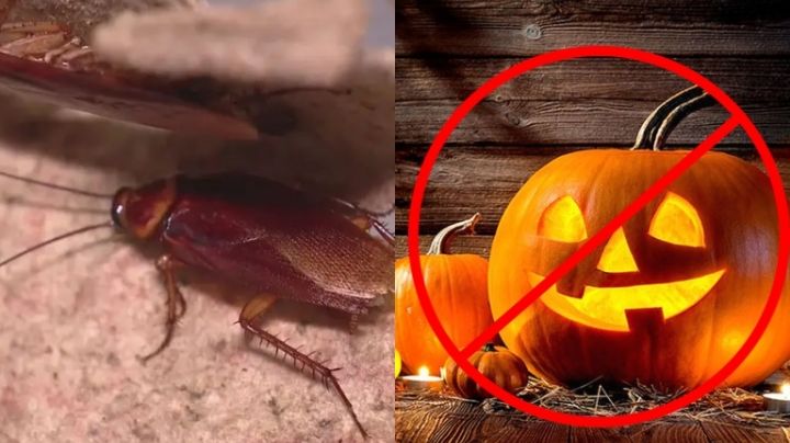 Cancelan Halloween por increíble infestación de cucarachas
