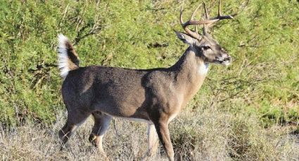 Ahora sí: ¡Arranca la temporada de cacería de venado!