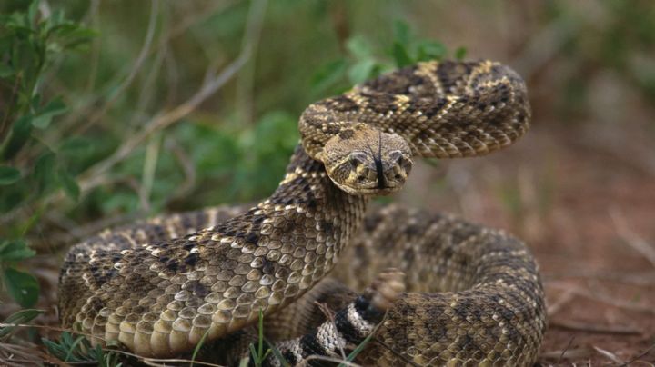 Cabeza decapitada de serpiente reacciona furiosa y lanza mortífera mordida | VIDEO