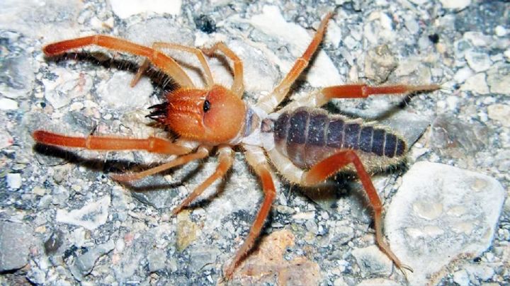 ¿Sabes qué hacer si te encuentras alguna de estas horripilantes arañas gigantes?