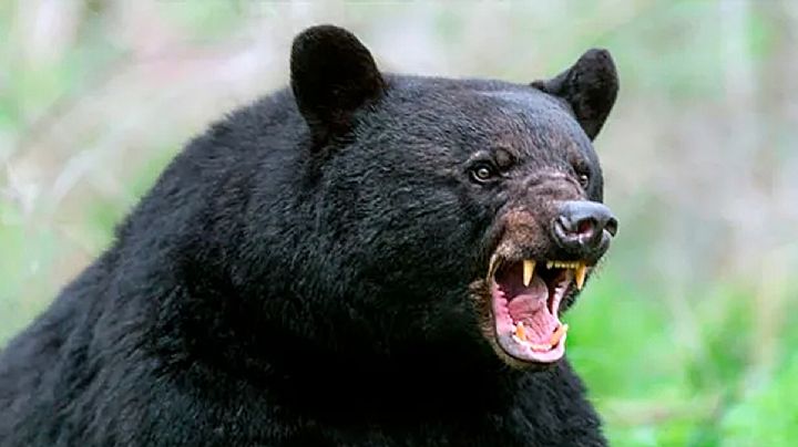 Enorme oso negro sorprende a estudiante de la UANL cuando descansaba en una banca | VIDEO