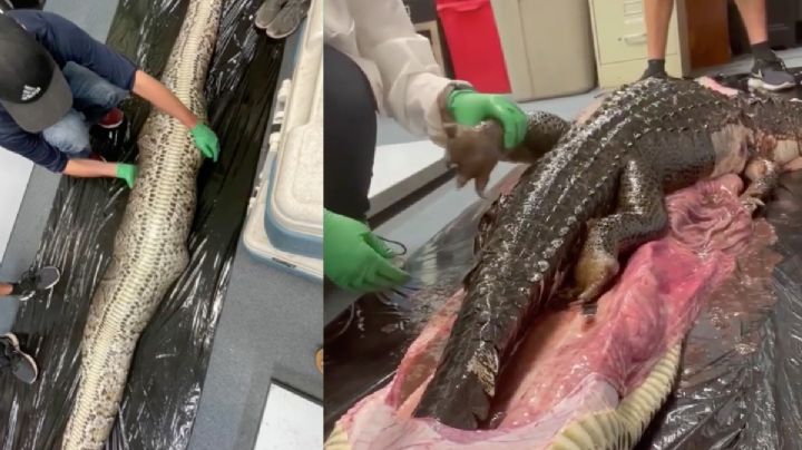 Hallan a un caimán intacto dentro de una pitón de 5 metros | VIDEO