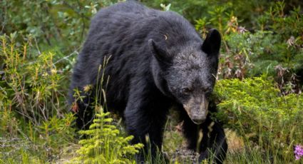 Encuentran oso muerto en Coahuila; lo tiran cerca del río Sabinas