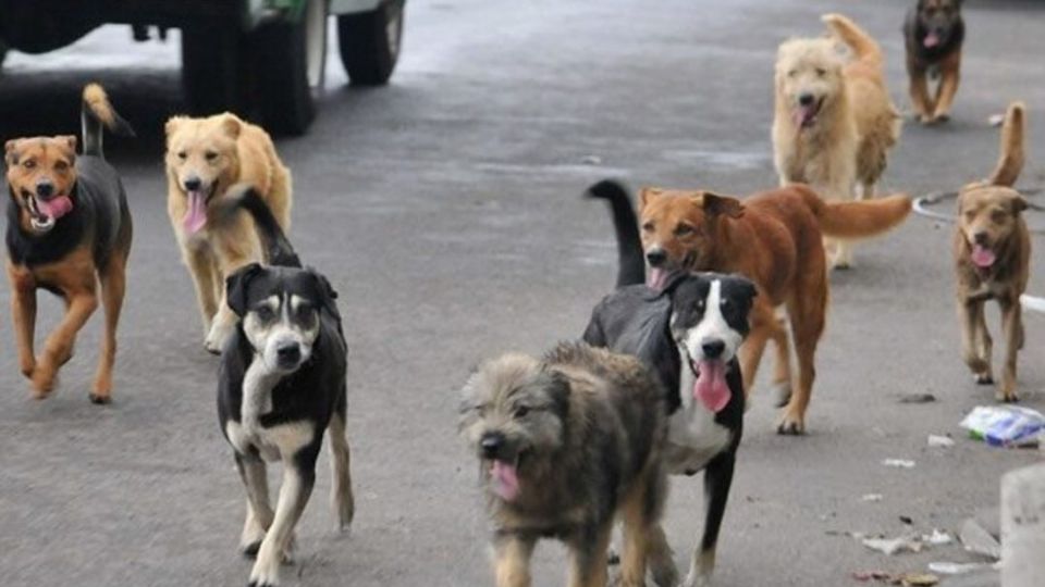 Se presume que varios perros atacaron al joven y le quitaron la vida.