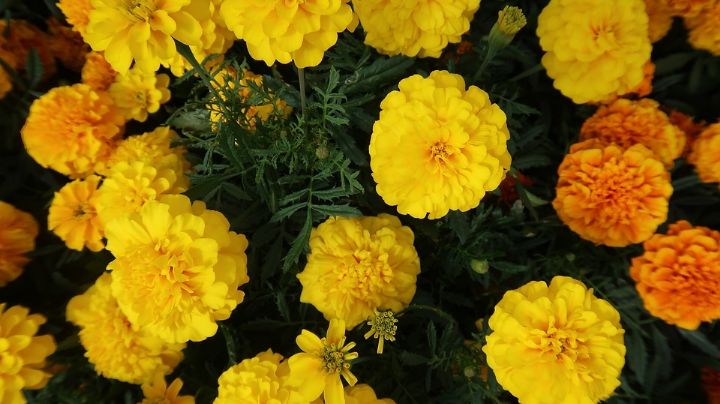 La importancia de la flor de cempasúchil en tu ofrenda del Día de Muertos