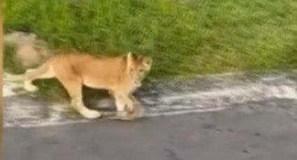 Se escapa cachorra de león a sus dueños en fraccionamiento residencial de Veracruz | VIDEO