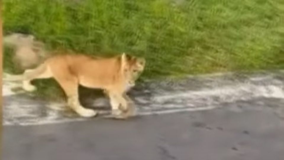 La felina se paseó pro el fraccionamiento durante una hora hasta que fue capturada