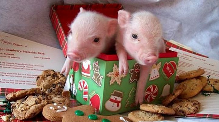 Prohíben cruzar marranitos en los Puentes Internacionales... ni como mascotas se puede