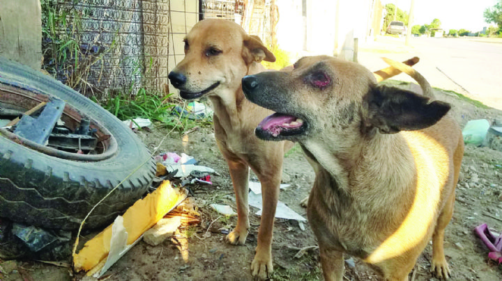 Hay 20 mil perros en las calles de Nuevo Laredo; la  mayoría abandonados por sus dueños