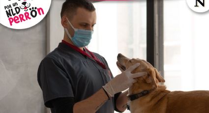 Llevan atención veterinaria a domicilio en Nuevo Laredo