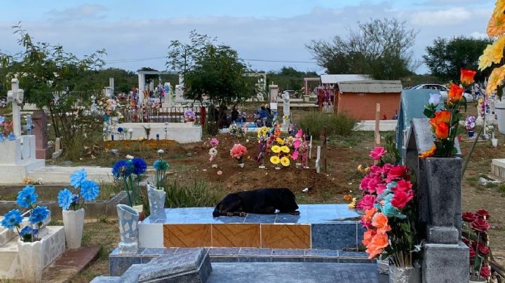 Perrito visita tumba en el Panteón Municipal de Nuevo Laredo y rompe en llanto