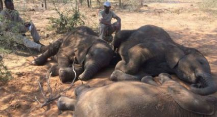 Intensa sequía mata a más de 200 elefantes y otros animales en Kenia