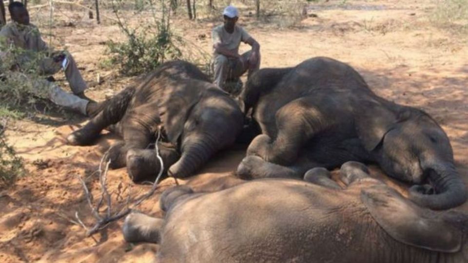 Entre elefantes, gacelas, jirafas y búfalos, los animales en África sufren por las sequías causadas por el cambio climático