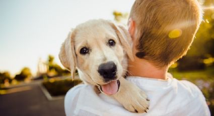 ¿Quieres rescatar a un perrito callejero? Te damos 5 consejos para hacerlo