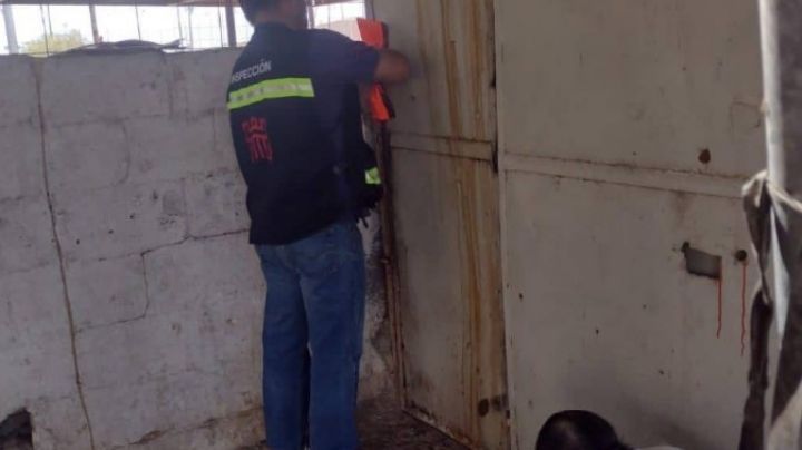 Plaga de ratas provoca cierre de local de comida en Torreón