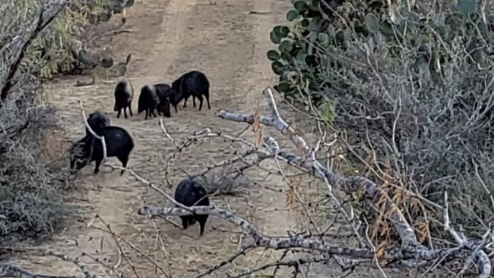 Las jaurías de jabalíes, 'robando' alimento que era para otra presa.