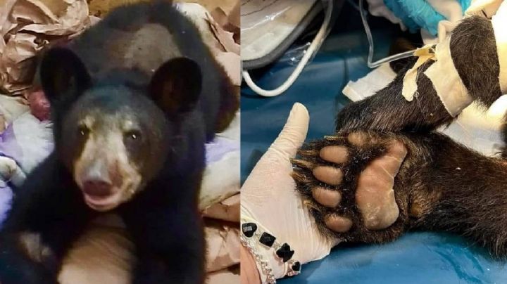 Piden ayuda para osito baleado en Nuevo León