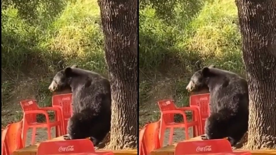 Osito es grabado en la UANL