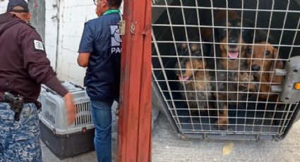 Rescatan a perritos salchicha de criadero clandestino en la CDMX