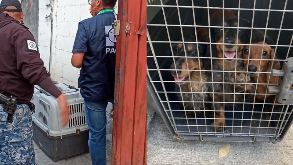 Los animales rescatados generaron gran polémica al ser adoptados inmediatamente por presuntamente ser de raza