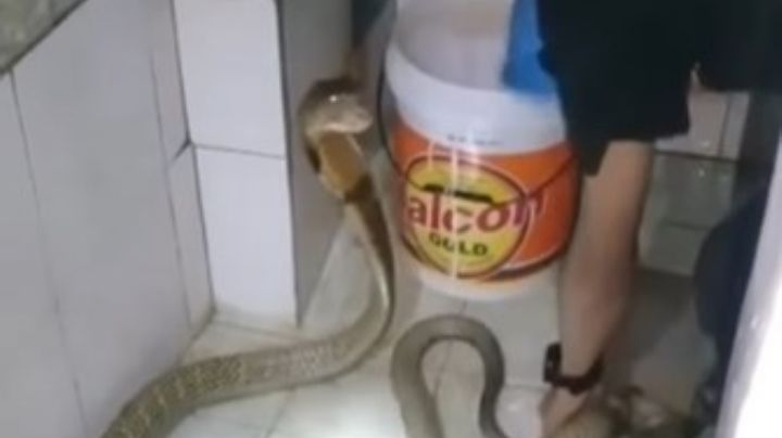 Joven tiene de mascota una serpiente y la baña a jicarazos | VIDEO