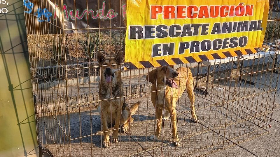 Cada año son abandonados en la Basílica de Guadalupe decenas de perros