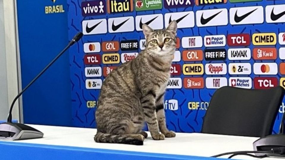 El gato que fue arrojado por un miembro del staff de la Selección de Brasil