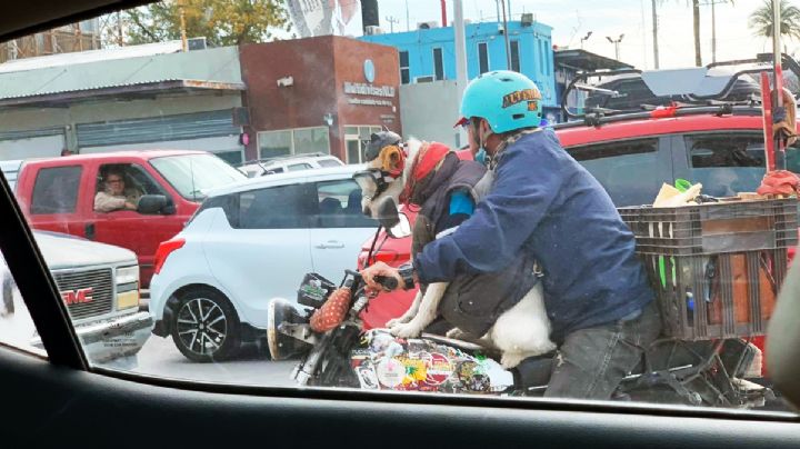 Captan a la "Chimoltrufia" en el Puente 2; la perrita 'biker' ha recorrido todo México