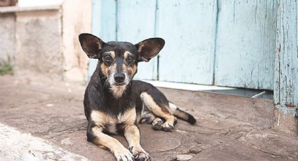 Ataques de perros registran aumento; se registran más de 200 incidentes en Nuevo Laredo