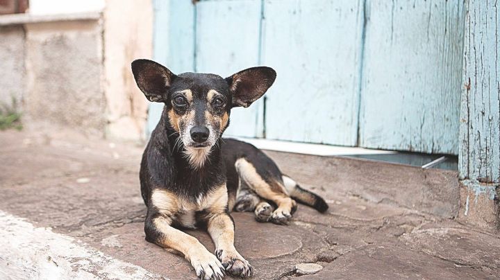 Ataques de perros registran aumento; se registran más de 200 incidentes en Nuevo Laredo