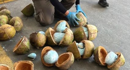 Encuentran 300 kilos de fentanilo oculto en cargamento de cocos en Sonora | VIDEO