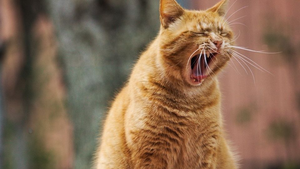 El sujeto no percibió grave la mordedura de su gatito, empeorando conforme los días debido a una infección fatal