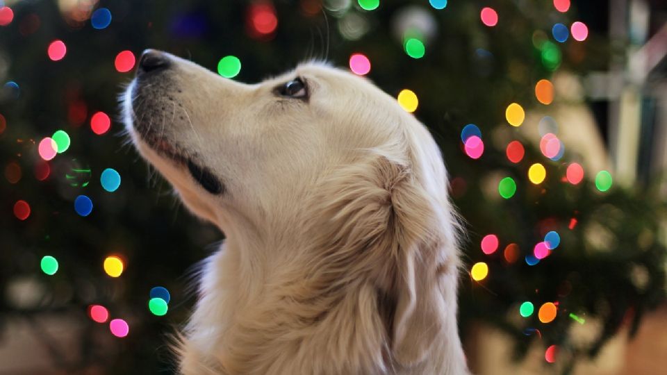 Sigue estos consejos para proteger a los perros de los cohetes