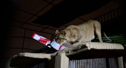 Suspende actividades Zoológico de Nuevo Laredo; resguarda animales por bajas temperaturas