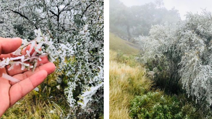 Tamaulipas se pinta de blanco; seguirán temperaturas congelantes 48 horas más