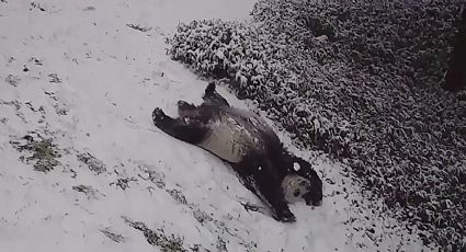 Lo más tierno de hoy: panda disfruta a plenitud la onda gélida deslizándose en la nieve | VIDEO