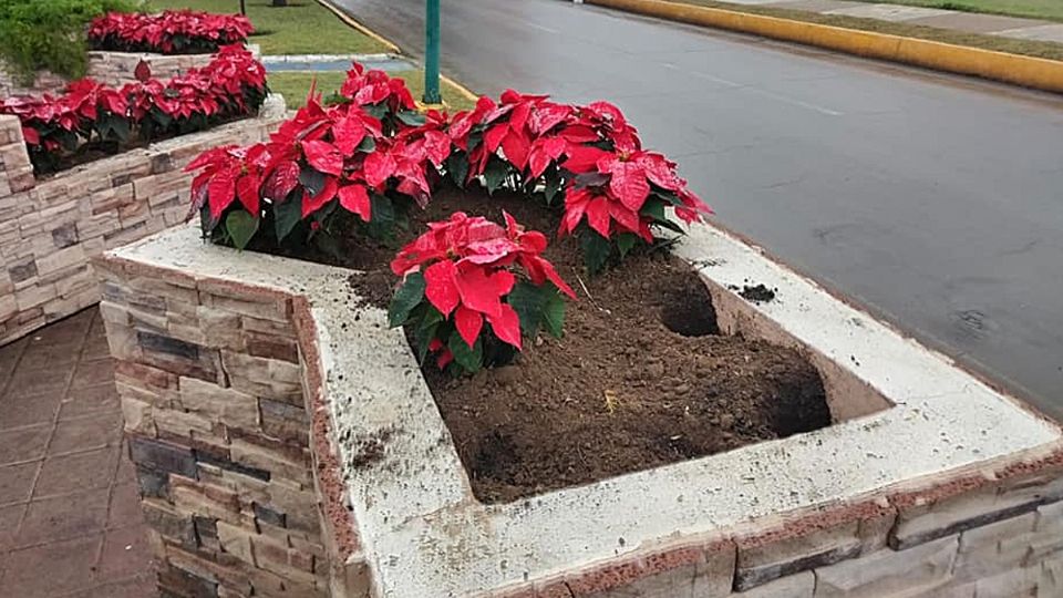 Hurtan flores de nochebuena recién sembradas