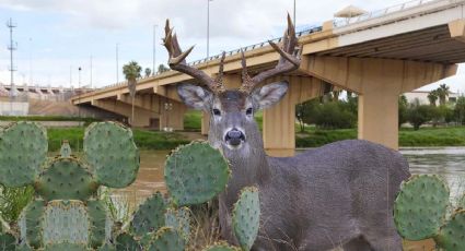 Venado cola blanca: criatura mágica del noreste de México | FOTOS