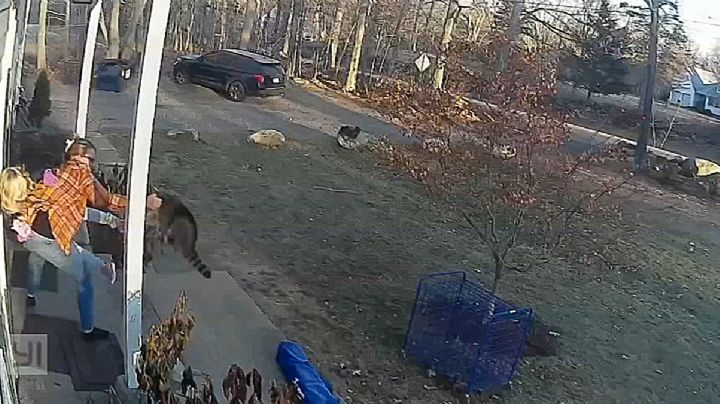 Mapache violento ataca a niña de 5 años; madre la rescata de las garras del animal | VIDEO SENSIBLE