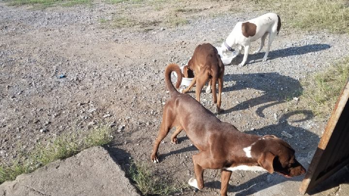 Navidad canina: buscan perros ser adoptados