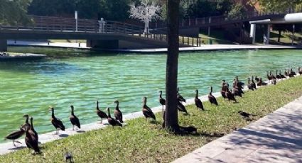 Regalo de la naturaleza: aterrizan patos silbadores en Paseo Santa Lucía