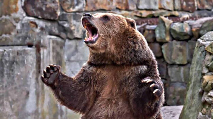 VIDEO; Mujer lanza a su bebé a la jaula de un oso salvaje ante la mirada de terror de testigos