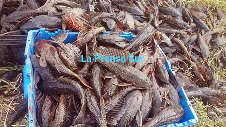 Iban por tilapias y sacan puro pez diablo: invasión sigue incontenible en Tamaulipas