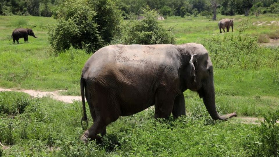 En las imágenes se puede ver al elefante, el cual busca refugiarse del acoso del guía turístico, quien lo confronta con las luces de su jeep