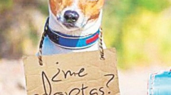 Invitan a adoptar en San Valentín